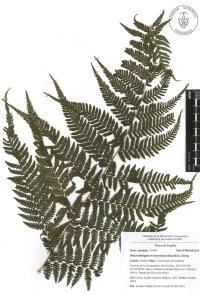 Macrothelypteris torresiana image